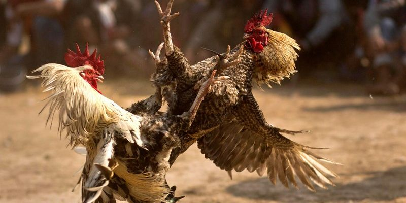 Ưu điểm nổi bật của đá gà trực tuyến 789club